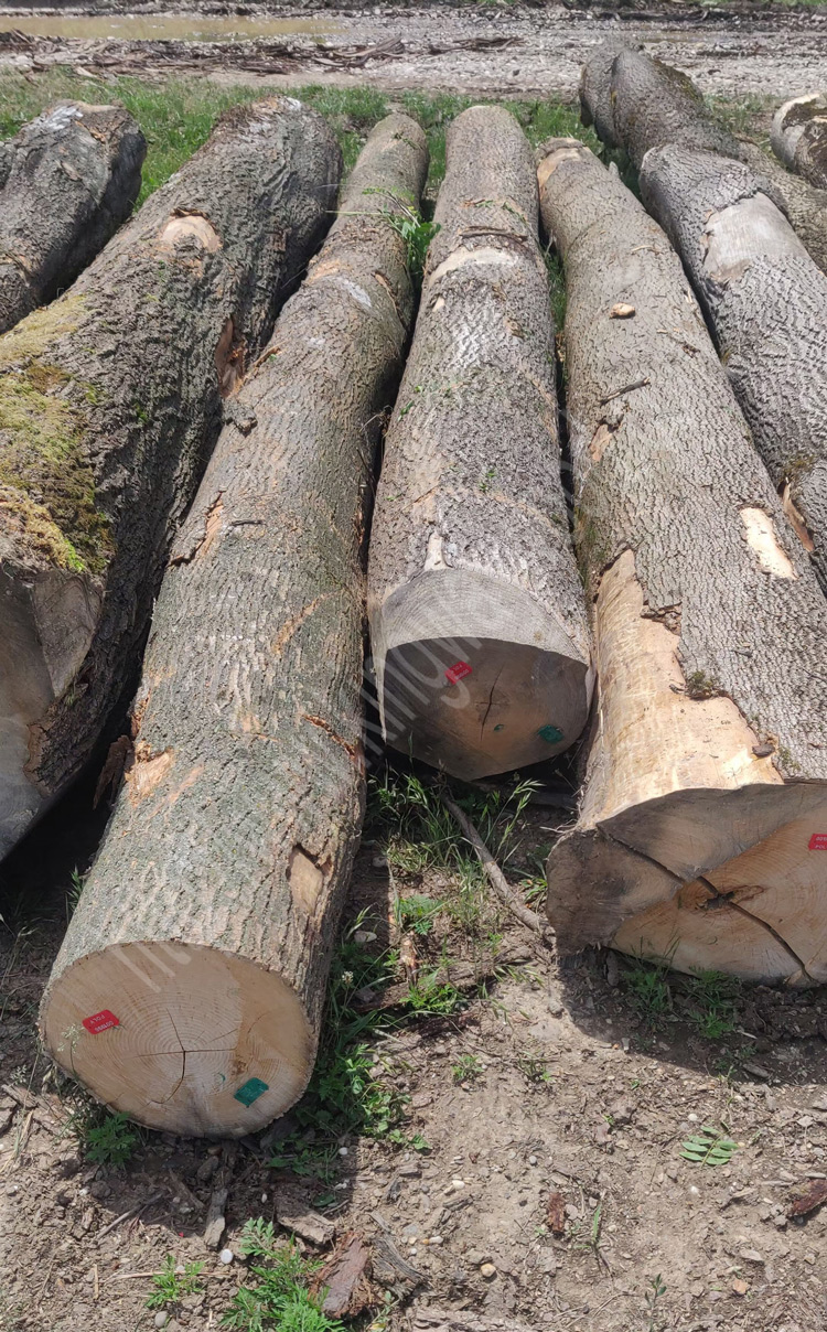 德国金威木业——最新供应白蜡原木开板