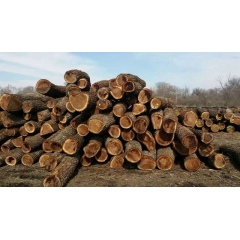 耐腐蚀的高品质进口美国黑胡桃木原木 批发供应