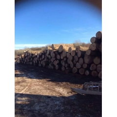 厂家直销高品质欧洲进口白蜡木原木供应商