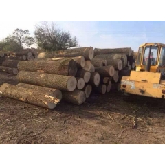 专业的大量供应批发欧洲进口白蜡木原木生产厂家