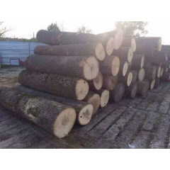 供应优质欧洲保加利亚进口白蜡木原木