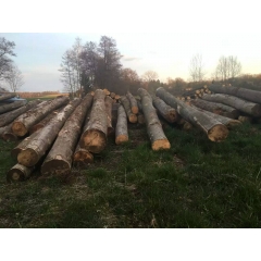 供应质量超赞的法国榉木原木 山毛榉水青冈原木