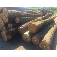 可信赖的优质欧洲进口原木法国小径白橡木制造商