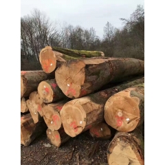 可信赖的最新到货 优质欧洲法国进口山毛榉原木ABC  天然榉木原木制造商