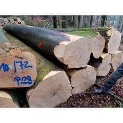 专业的最新到货欧洲进口榉木原木 只有20柜 好货好品质 欢迎订购生产厂家