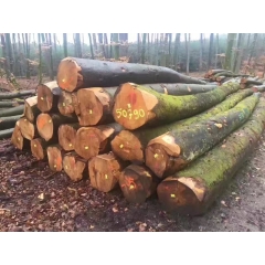坚硬耐磨的专人已验货 欧洲进口榉木原木小径级 30-39cm 只有15柜 实木柱子料