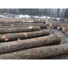 最优质的进口美国白腊木 水曲柳 纽约州防腐防虫木材 锯切级 原木批发