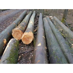 优质的金威木业最新到货160柜德国榉木原木 锯切级家居材 建材