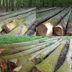 优质的德国金威木业 进口欧洲 德国红橡原木AB级 锯切材 实木 橡木家具材 板材 进口木材 10柜货源 中国各大港口