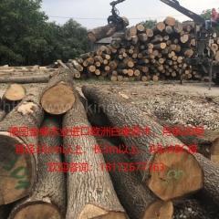 可信赖的德国金威木业 进口欧洲木材 橡木 白橡 原木 可锯切月供20柜 板材 实木木料 可锯切 AB级ABC级制造商