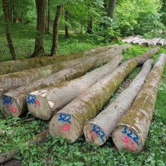 坚硬耐磨的金威木业德国白蜡原木 水曲柳 蜡木 进口实木 木材 欧洲原木 可锯切3000方