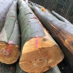 中国优质的德国金威木业 进口德国榉木 原木 AB级 欧洲木材 锯切 板材 实木
