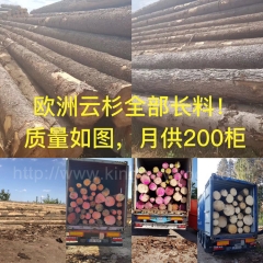 热卖的德国金威木业最新进口 欧洲云杉 原木 杉木 实木 板材 月供200柜 木材