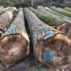 德国金威木业进口欧洲 杨木原木 实木 欧洲木材 可锯切 板材 木材供应商