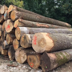 德国金威木业进口欧洲 白橡木ABC级 原木 橡木 实木 进口木材 欧洲材 锯切材 板材 木板供应商