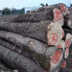 耐腐蚀的德国金威木业 欧洲 白蜡木 原木 实木 原材料 ABC级 锯切 木料 进口木材 月供70柜 稳定货源