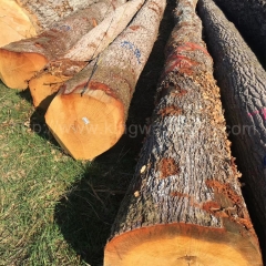 中国优质的德国金威木业进口法国白橡木 原木 实木 欧洲橡木 ABC级 稳定月供 家具料 地板材 可锯切 板材