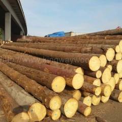坚硬耐磨的德国金威木业进口欧洲云杉 原木 杉木 实木 欧洲木材 月供20000方 木材原料