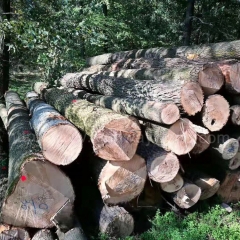坚硬耐磨的德国金威木业进口欧洲白蜡木 原木 AB级ABC级 蜡木 北欧 实木 家具木料