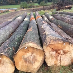 专业的德国金威进口 欧洲木材 原木 白蜡木 实木 北欧 木材批发 原材料 ABC级生产厂家