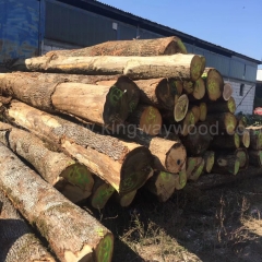 最优质的德国金威木业进口欧洲白橡木 原木 实木 ABC级 可锯切 板材 橡木 家具木料 木材批发