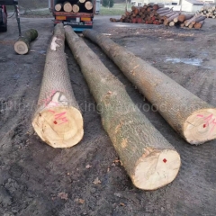 独特的德国金威木业 进口实木 欧洲木材 原材料 白蜡木 原木 蜡木AB级ABC级 木材批发