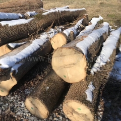 专业的德国金威木业 进口欧洲木材 白蜡木 水曲柳 实木 木料 原木 锯切 板材 AB/ABC级生产厂家