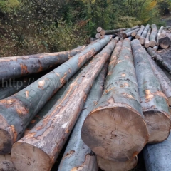最新德国金威木业 进口德国榉木 原木 水青冈 实木 木材AB级 原材料 木料 板材在线