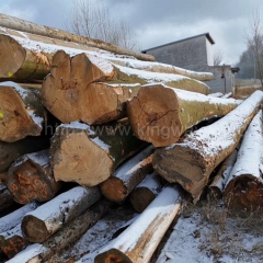最好的德国金威木业 进口木材 欧洲榉木 原木 实木 板材 锯切 家具木料 实木 AB级ABC级