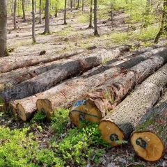 最好的德国金威木业 进口木材 白橡木 原木 橡木 实木 德国橡木原材料