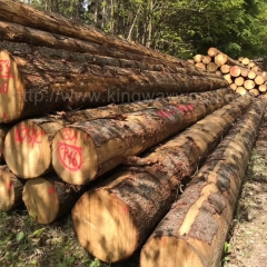 坚硬耐磨的德国金威木业进口欧洲云杉 原木 实木 杉木 家具木料 原材料木材