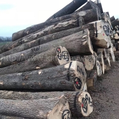 最好的德国金威木业 进口木材欧洲白腊 白蜡木 原木 实木 AB级 月供40柜 蜡木 塞尔维亚