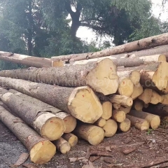 热卖的德国金威木业 进口木材 云杉 杉木 原木 实木 欧洲云杉 捷克云杉 ABC级