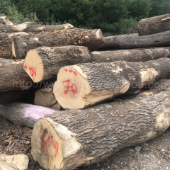 坚硬耐磨的德国金威木业 进口木材 欧洲材 欧洲白蜡木 白腊 蜡木 原木 实木 木材