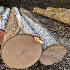 可靠的德国金威木业 进口原木 白蜡木 蜡木 白腊 原木 实木 欧洲白蜡 木材 原材料供应商
