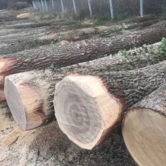 德国金威木业 欧洲木材 白橡木 欧洲橡木 实木 原木 进口 木材 橡木供应商