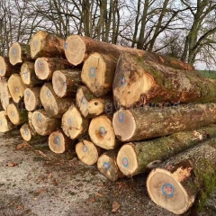 德国金威木业 进口木材欧洲橡木  白橡木 原木 橡木 实木 法国橡木 实木 原材料供应商