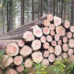 最优质的德国金威木业 欧洲云杉 捷克云杉 原木 实木 云杉 进口 杉木 木材 建筑材料