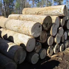 中国优质的德国金威木业 进口木材 欧洲杨木 实木 原木 杨木 AB 木材 家具材