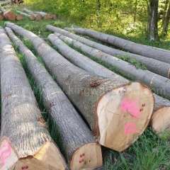 最好的德国金威木业 欧洲橡木 红橡 德国红橡 橡木 实木 原木 进口 木材 家具材