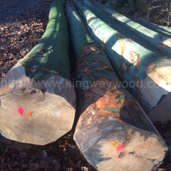 最好的榉木 实木 木板 欧洲榉木 德国榉木 山毛榉 FSC 木料 原木 金威木业 木材 水青冈