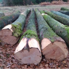 优质的榉木 实木 进口 欧洲榉木 原木 德国榉木 木料 山毛榉  家装材料 原材料 榉木 期货 月供