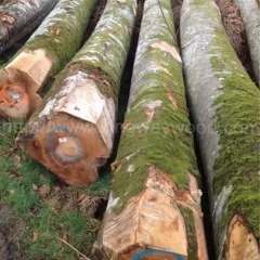 法国榉木原木进口原材料