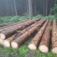德国云杉进口木材