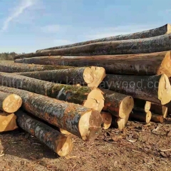 欧洲榉木原木进口木材