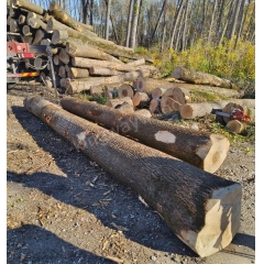 欧洲白腊 白蜡木