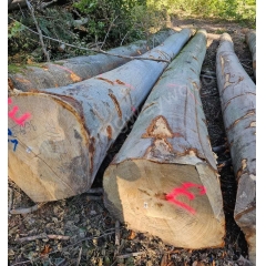 欧洲榉木 板材 原木