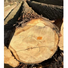 欧洲白腊 白蜡木