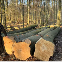 欧洲榉木 原木