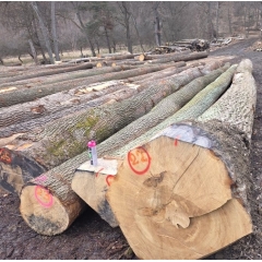 欧洲白腊 白蜡木